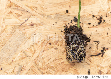 close-up of young seedling and its root ball on wooden board 127929166