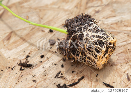 close-up of young seedling and its root ball on wooden board 127929167
