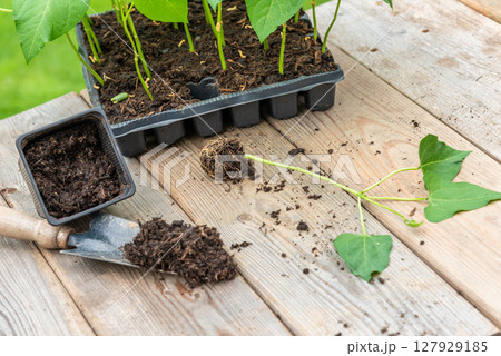 Potting up vegetable seedling into plastic container,  spade fil 127929185