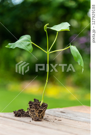 Tray with vegetable seedling on wooden work bench 127929188