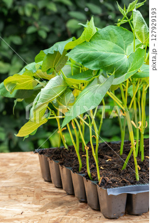Seedlings in a plastic tray ready to be planted in the garden Seedlings in a plastic tray ready to be planted in the garden 127929193