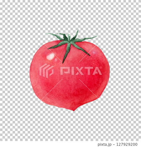 Tomato red vegetable watercolor illustration Tomato red vegetable watercolor illustration 127929200