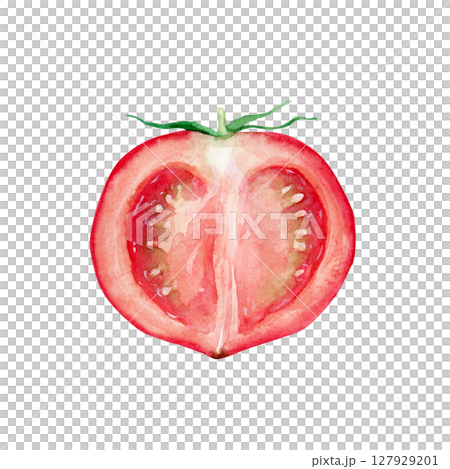 水彩画 トマト 赤色 手描き セクションでトマト。白い背景に新鮮なトマト、水彩。白い背景に手描き