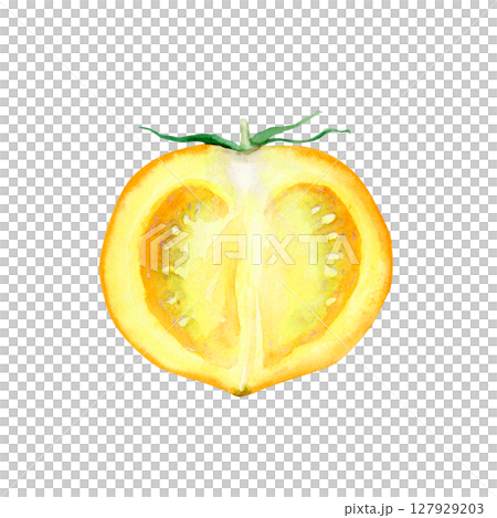 トマト 黄色　野菜 断面　水彩 イラスト 127929203