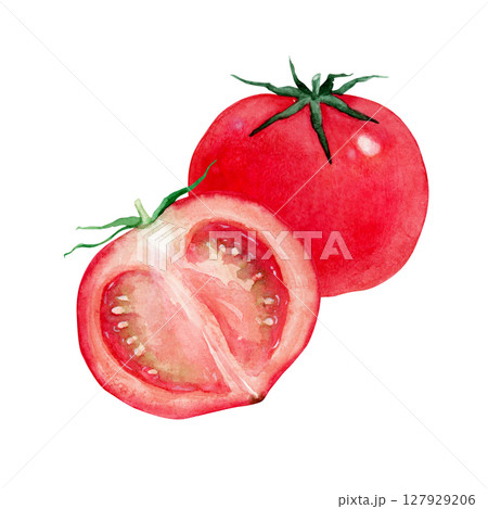 トマト 赤　野菜 断面　水彩 イラスト 127929206