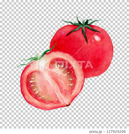 トマト 赤　野菜 断面　水彩 イラスト 127929206