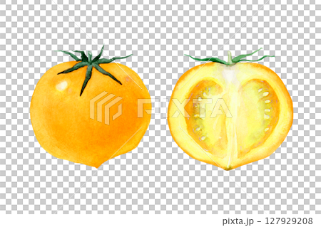 トマト 黄色　野菜 断面　水彩 イラスト 127929208