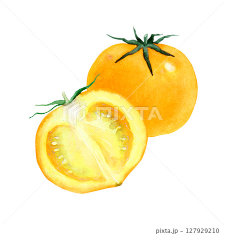 トマト 黄色　野菜 断面　水彩 イラスト 127929210