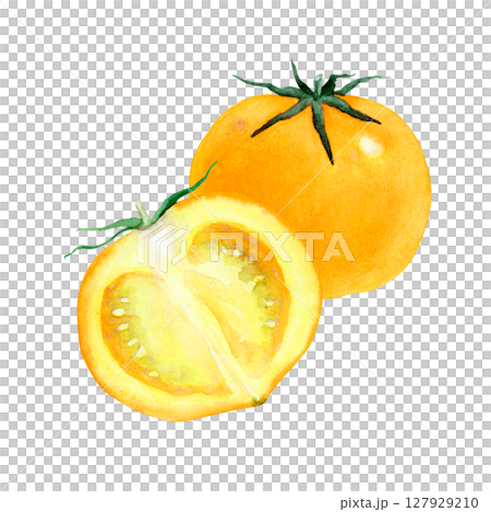 トマト 黄色　野菜 断面　水彩 イラスト 127929210