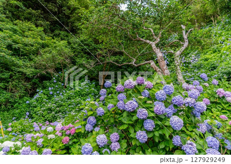 下田公園の山肌に咲く紫陽花 127929249