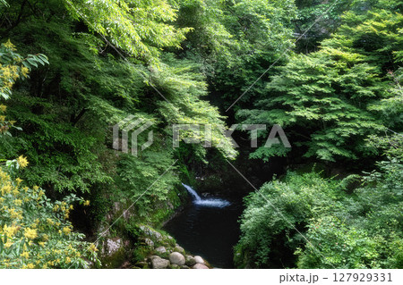 新緑の汐見滝吊り橋 127929331