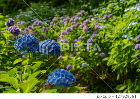 下田公園のあじさい 127929361