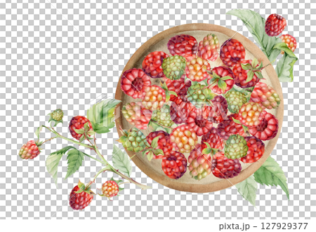 Raspberry served on ceramic dish, branches leaves stalks, ripe picked garden berry dewberry cloudberry mulberry harvest. Isolated illustration, watercolor hand drawn. Farmers market grocery preserves 127929377