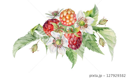 Raspberry flower buds, leaves asymmetrical bunch cluster group, hand drawn in watercolor, ripe forest garden berry. Isolated botanical illustration for dessert menu, wedding, farmers market calendar 127929382