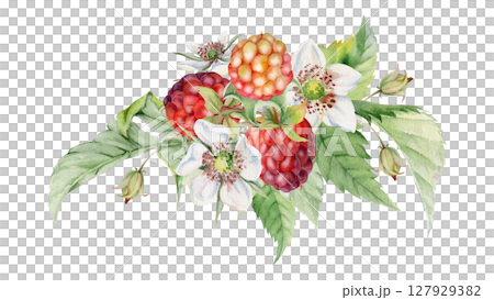 Raspberry flower buds, leaves asymmetrical bunch cluster group, hand drawn in watercolor, ripe forest garden berry. Isolated botanical illustration for dessert menu, wedding, farmers market calendar 127929382