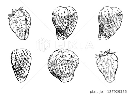 Strawberry ripe fruit full and cut in half with leaves crown hand drawn in vector ink, garden strasberry berry. Botanical isolated illustration set. Home preserves cookbook, grocery store food closeup Strawberry ripe fruit full and cut in half with leaves crown hand drawn in vector ink, garden strasberry berry. Botanical isolated illustration set. Home preserves cookbook, grocery store food closeup 127929386