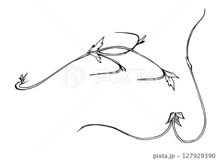 Vine tendril creeper of tree berry flower bush plant stem branch twig with small leaves hand drawn in vector ink. Botanical illustration isolated element. Wedding stationery florist shop scrapbooking 127929390