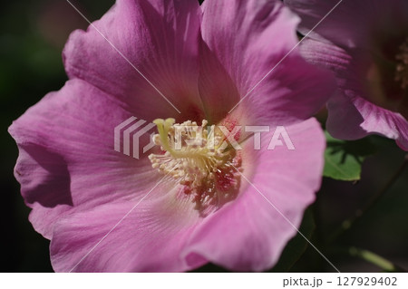 アオイ科フヨウ属の落葉低木で一日花のピンクで綺麗な芙蓉2 アオイ科フヨウ属の落葉低木で一日花のピンクで綺麗な芙蓉2 127929402