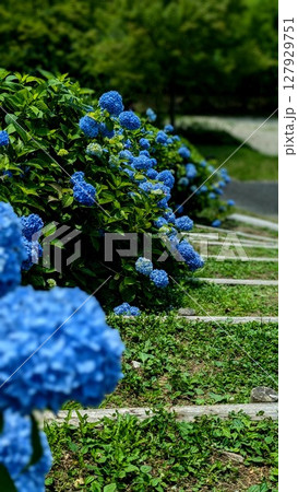 咲き誇るアジサイ、癒しの風景 127929751