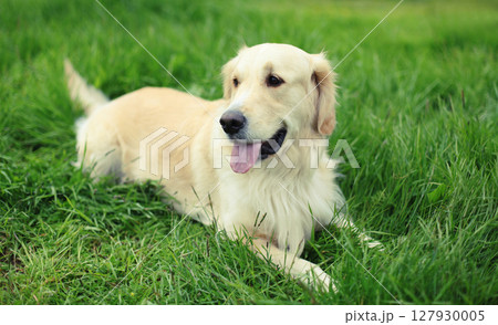 Beautiful happy young Golden Retriever dog lying on grass in summer park Beautiful happy young Golden Retriever dog lying on grass in summer park 127930005