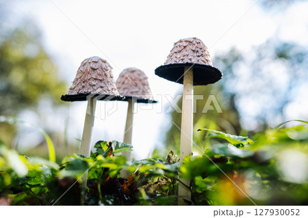 Shaggy ink cap mushrooms growing in green grass Shaggy ink cap mushrooms growing in green grass 127930052