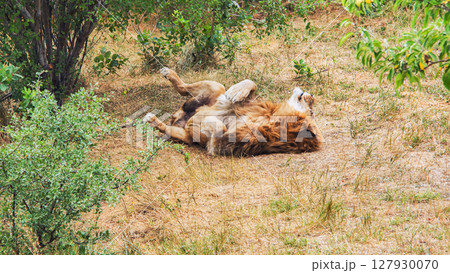 Muscular male lion lounging on arid grassland, basking in peaceful afternoon stillness 127930070
