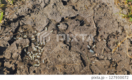 Black ants moving larvae and building their underground nest in brown soil on a sunny day 127930072