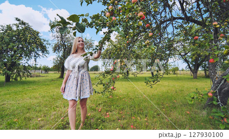 Blonde woman harvesting ripe apples in sunlit orchard, experiencing rural tranquility during autumn harvest 127930100