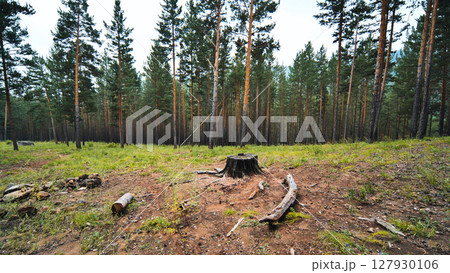 Charred tree stump smoldering near campfire ashes, revealing forest destruction aftermath within dense pine woodland landscape 127930106