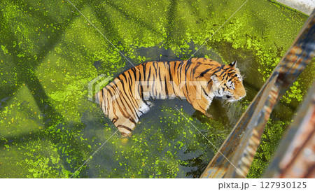 Siberian tiger lounging in algae covered zoo pond, cooling off during hot summer day Siberian tiger lounging in algae covered zoo pond, cooling off during hot summer day 127930125
