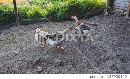 Geese walking in barnyard looking for food Geese walking in barnyard looking for food 127930149