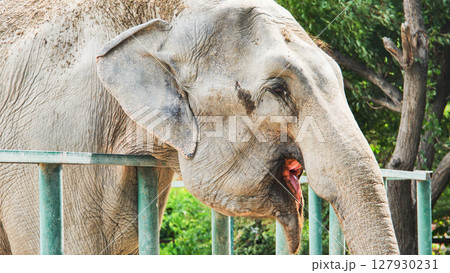 Large indian elephant licking tongue, standing behind metal fence in sunny safari park environment Large indian elephant licking tongue, standing behind metal fence in sunny safari park environment 127930231
