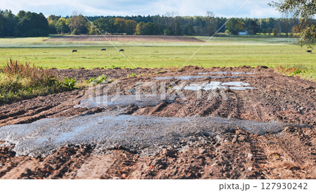 Cow manure on the field in early fall. Organic fertilizers. 127930242