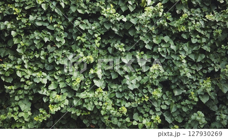 Verdant ivy climbing stone wall, creating textured green surface characteristic of crimean coastal scenery near black sea shoreline 127930269