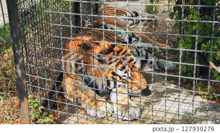 Powerful tiger lying down in its cage at the zoo, a symbol of wildlife conservation and the challenges of captivity Powerful tiger lying down in its cage at the zoo, a symbol of wildlife conservation and the challenges of captivity 127930276