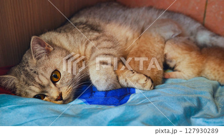 Maternal tabby gently nursing tiny newborn kittens, displaying nurturing bond within soft, warm nest Maternal tabby gently nursing tiny newborn kittens, displaying nurturing bond within soft, warm nest 127930289