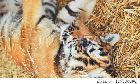 Playful tiger cub rolling on straw in zoo 127930296