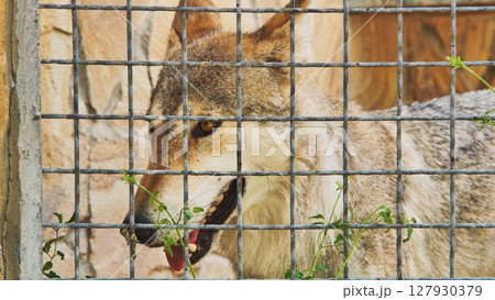 Iberian wolf showing teeth behind a metal fence in a zoo 127930379