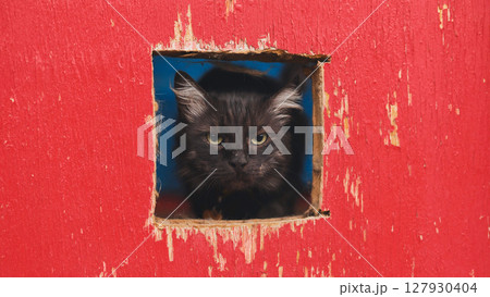 Black cat staring through hole in red wooden fence Black cat staring through hole in red wooden fence 127930404