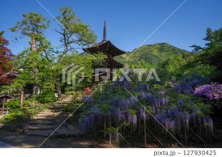 藤の花に囲まれた三重塔 藤の花に囲まれた三重塔 127930425