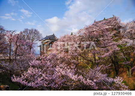上田城満開の桜 127930466
