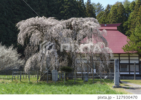 永泉寺のサクラ 127930470