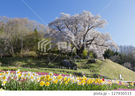 越代の桜 127930515
