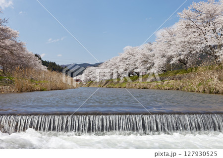 古殿町桜 古殿町桜 127930525