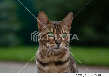 Portrait of Bengal cat outdoors in summer, wild green eyed cat 127930585