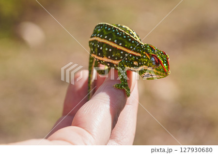 Tiny Jewelled Campan chameleon - Furcifer campani - resting on white man hand. Chameleons are endemic to Madagascar and can be seen in Andringitra National Park Tiny Jewelled Campan chameleon - Furcifer campani - resting on white man hand. Chameleons are endemic to Madagascar and can be seen in Andringitra National Park 127930680