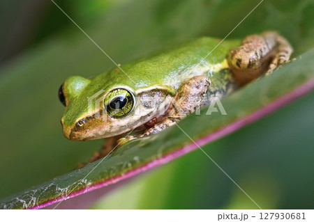 Small Madagascar green tree frog resting on green leaf, closeup detail Small Madagascar green tree frog resting on green leaf, closeup detail 127930681