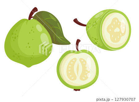 White Guava Fruit Tree set. Isolated tropical green product on White Background. Vector illustration in cartoon flat style White Guava Fruit Tree set. Isolated tropical green product on White Background. Vector illustration in cartoon flat style 127930707