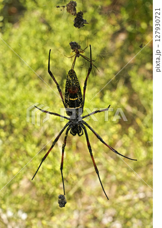 Red legged golden orb weaver spider female - Nephila inaurata madagascariensis, resting on her nest, sun over blurred bushes in background 127930721
