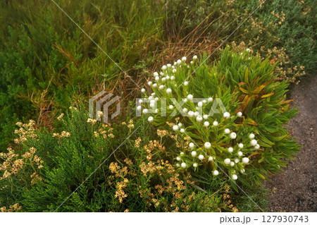 Local flora - grass and small bushes, most of it endemic to Madagascar growing in Andringitra National Park as seen during trek to peak Boby 127930743